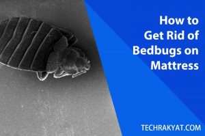 kill bedbugs on mattress malaysia