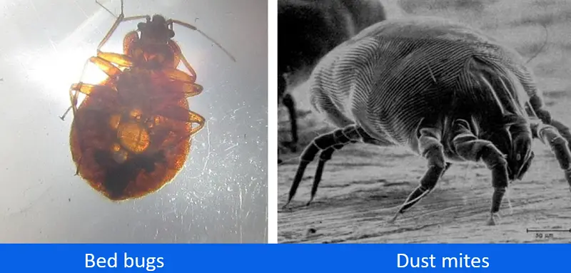 photo comparing bedbugs and dust mite